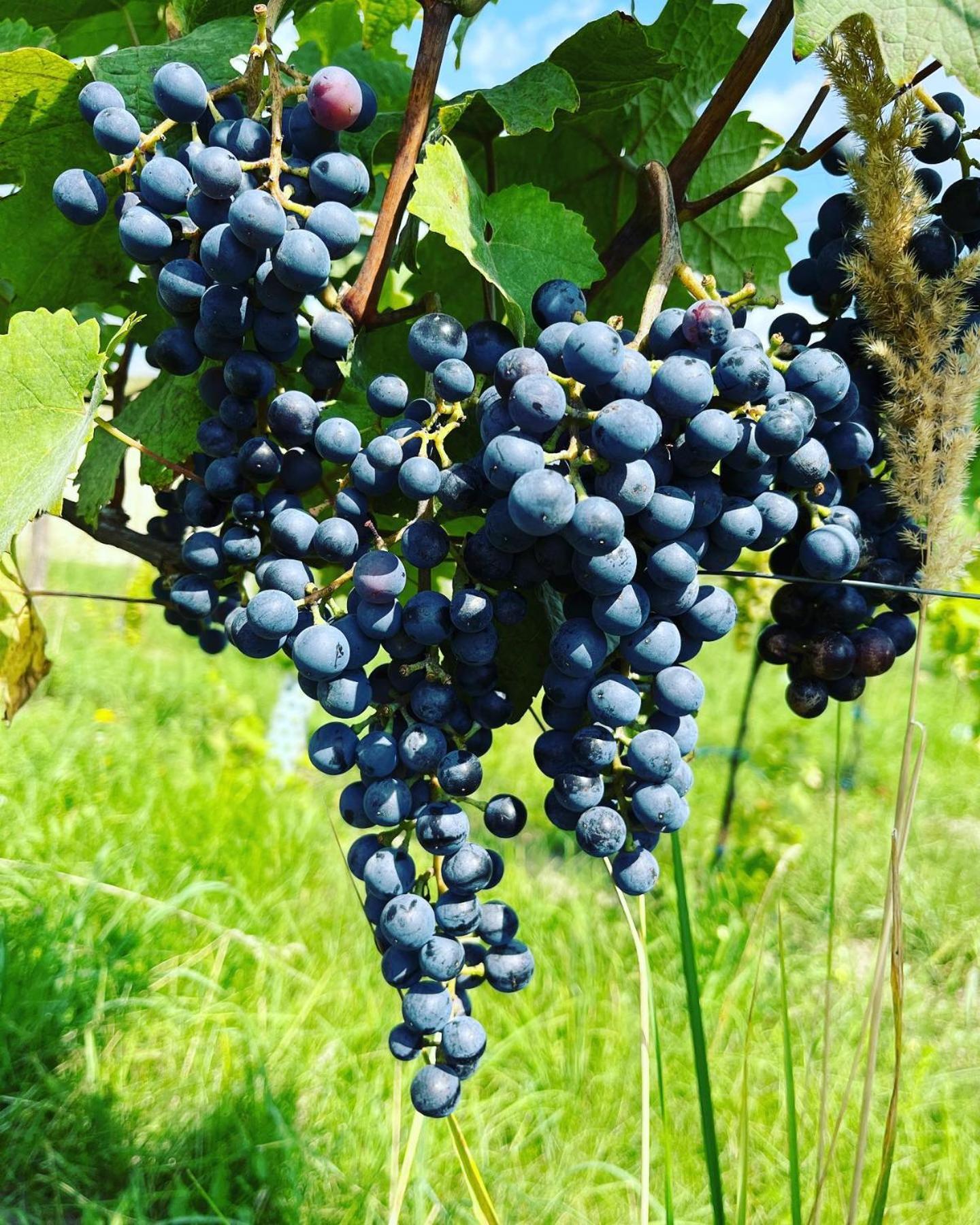 Stara Vinice Velke Zernoseky 93 Extérieur photo